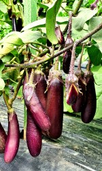eggplant purple fingers